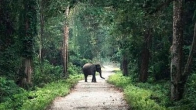 Manas National Park, Assam: This UNESCO World Heritage Site covers an area of 39,100 hectares. It spans the Manas river and is bounded to the north by the forests of Bhutan. (Instagram/@total_indians)