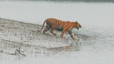 Sunderbans Tiger Reserve, West Bengal: A very famous tourist destination and a World Heritage Site, Sunderbans Tiger Reserve is home to the Royal Bengal tiger and several endangered species including aquatic mammals, birds, and reptiles. (Instagram/@asian_adventures_india)