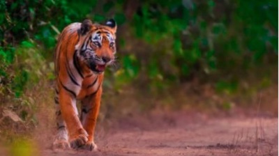 Sariska National Park, Rajasthan: This reserve in Alwar district, Rajasthan, stretches over an area of 881 km² and is amongst the most visited national parks in India.  (Instagram/@vanaashrya)