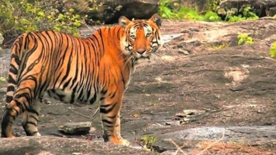 Periyar Tiger Reserve, Kerala: Located in the mountainous Western Ghats of Kerala, this reserve has a huge population of Bengal tigers, white tigers, Asian elephants, wild boar, and sambar.  (Instagram/@tdpcthekkady)