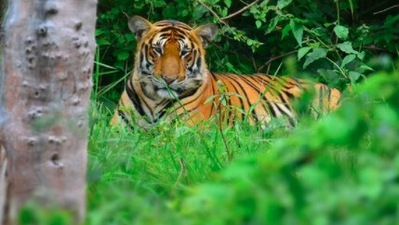 Bandipur Tiger Reserve, Karnataka: Established in 1974 as a tiger reserve under Project Tiger, this national park in Karnataka has the second-highest tiger population in India.  (Instagram/@road2infinity)