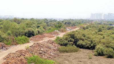 Mangrove cell’s decision comes to ensure compliance with Bombay HC order on handing over all mangroves to the state forest department for protection. (HT FILE) Mangrove cell’s decision comes to ensure compliance with Bombay HC order on handing over all mangroves to the state forest department for protection. (HT FILE)