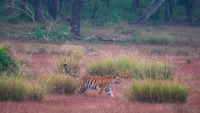 Kanha Tiger Reserve, Madhya Pradesh: Also known as Kanha-Kisli National Park, this is the largest national park in the state of Madhya Pradesh.  (Instagram/@birlashashank)
