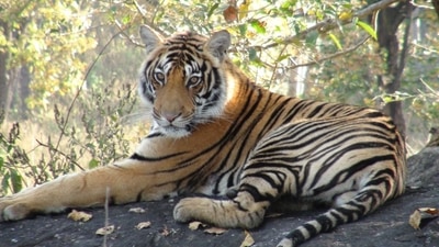 India made a marked comeback in its tiger conservation efforts, from nearing endangerment to now being home to over 2,967 tigers, 70% of the entire world's tiger population. (Photo via @narendramodi on Twitter) India made a marked comeback in its tiger conservation efforts, from nearing endangerment to now being home to over 2,967 tigers, 70% of the entire world's tiger population. (Photo via @narendramodi on Twitter)