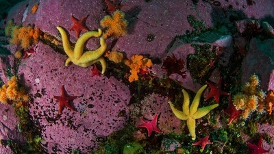 Beneath the ice is an entirely different world. Little light penetrates the metre-thick frozen seawater that forms the surface. Sometimes, it’s not ice but moving icebergs that divers must watch out for. Beneath it all, alien-looking creatures reveal themselves. Here Mukherjee's lens has captured a variety of starfish off the coast of Antarctica. (Photo by Dhritiman Mukherjee) Beneath the ice is an entirely different world. Little light penetrates the metre-thick frozen seawater that forms the surface. Sometimes, it’s not ice but moving icebergs that divers must watch out for. Beneath it all, alien-looking creatures reveal themselves. Here Mukherjee's lens has captured a variety of starfish off the coast of Antarctica. (Photo by Dhritiman Mukherjee)