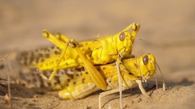 Hegde had been commissioned to make a series of films for RoundGlass Sustain, a digital storytelling platform focussed on India’s wildlife. In his time in the Thar, he caught up with a swarm of desert locusts from across the oceans in Africa, outside the Desert National Park. “Cameras tend to overheat and shut down, so it’s always good to travel with more than one camera body or you have to take it out of the sun and wait for it to cool down,” he says. (Photo by Pradeep Hegde)
