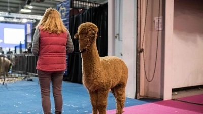 The antibodies were developed from the blood of alpacas, a species of mammals from South America (Image used only for representative purpose) The antibodies were developed from the blood of alpacas, a species of mammals from South America (Image used only for representative purpose)