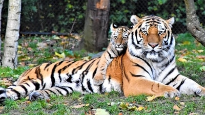 The numbers of the Wild Tiger dropped by more than 95% over the last 150 years, according to the World Wide Fund for Nature (WWF). Here are 10 of the best tiger reserves in India that are home to a large number of tiger population. (Unsplash) The numbers of the Wild Tiger dropped by more than 95% over the last 150 years, according to the World Wide Fund for Nature (WWF). Here are 10 of the best tiger reserves in India that are home to a large number of tiger population. (Unsplash)