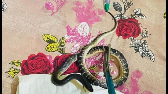 The snake was rescued and released in the Aravallis. The snake was rescued and released in the Aravallis.