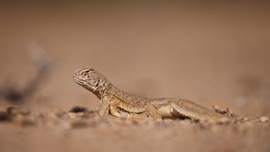 A spiny- tailed lizard, a rare herbivorous reptile, in the Thar Desert of Rajasthan. To get this shot, and others like it, wildlife filmmaker Pradeep Hegde, 27, from Sirsi, Karnataka, had to lie on the ground, dead still, for hours, in temperatures that reached 40 degrees Celsius.(Photo by Pradeep Hegde)