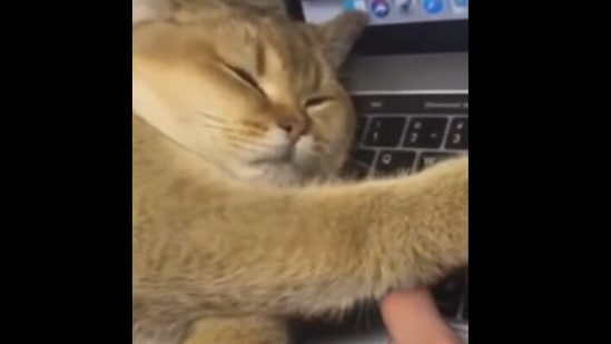 The image shows the cat sleeping on the laptop.(Reddit)
