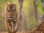 A tiger as posted by Randeep Hooda