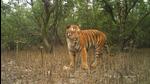 A tiger at Sunderban. (Source forest department) A tiger at Sunderban. (Source forest department)