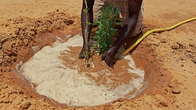 Thierno Com waters a tree that is struggling to grow at a Tolou Keur garden in Walalde department of Podor, part of the Great Green Wall of the Sahara and the Sahel area, in Senegal, on July 11. "When you grow one tree, over 20 years people and animals will benefit from it," Moussa Kamara, a participant of the Tolou Keur programme told Reuters, whose commitment and hard work have earned him the role of garden caretaker. (Zohra Bensemra / REUTERS) Thierno Com waters a tree that is struggling to grow at a Tolou Keur garden in Walalde department of Podor, part of the Great Green Wall of the Sahara and the Sahel area, in Senegal, on July 11. "When you grow one tree, over 20 years people and animals will benefit from it," Moussa Kamara, a participant of the Tolou Keur programme told Reuters, whose commitment and hard work have earned him the role of garden caretaker. (Zohra Bensemra / REUTERS)