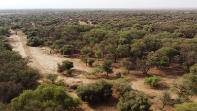 An aerial view of trees in the Great Green Wall of the Sahara and the Sahel on the outskirts of Walalde department in Senegal, on July 11. According to United Nations estimates, The wider initiative has only managed to plant 4% of the pledged 100 million hectares of trees, and completing it by 2030, as planned, could cost up to $43 billion, Reuters reported. (Zohra Bensemra / REUTERS) An aerial view of trees in the Great Green Wall of the Sahara and the Sahel on the outskirts of Walalde department in Senegal, on July 11. According to United Nations estimates, The wider initiative has only managed to plant 4% of the pledged 100 million hectares of trees, and completing it by 2030, as planned, could cost up to $43 billion, Reuters reported. (Zohra Bensemra / REUTERS)