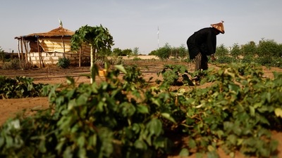 Ibrahima Samba Diop, 75, who is one of the beneficiary's of a Tolou Keur garden, checks plants, within the Great Green Wall target area in Kanel, Matam region, Senegal, on July 13. By contrast, the 'Tolou Keur' gardens have flourished in the seven months since the project began and now number around two dozen, Senegal's reforestation agency told Reuters. (Zohra Bensemra / REUTERS) Ibrahima Samba Diop, 75, who is one of the beneficiary's of a Tolou Keur garden, checks plants, within the Great Green Wall target area in Kanel, Matam region, Senegal, on July 13. By contrast, the 'Tolou Keur' gardens have flourished in the seven months since the project began and now number around two dozen, Senegal's reforestation agency told Reuters. (Zohra Bensemra / REUTERS)