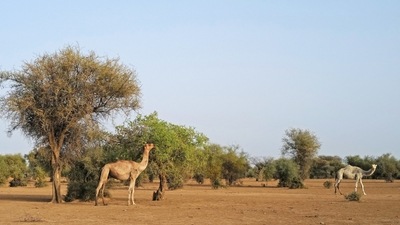 A camel eats from a tree in the Great Green Wall of the Sahara and the Sahel, on the outskirts of Walalde department, in Senegal, on July 11. The gardens hold plants and trees resistant to hot, dry climates, including papaya, mango, moringa and sage. Circular beds allow roots to grow inwards, trapping liquids and bacteria and improving water retention and composting. (Zohra Bensemra / REUTERS) A camel eats from a tree in the Great Green Wall of the Sahara and the Sahel, on the outskirts of Walalde department, in Senegal, on July 11. The gardens hold plants and trees resistant to hot, dry climates, including papaya, mango, moringa and sage. Circular beds allow roots to grow inwards, trapping liquids and bacteria and improving water retention and composting. (Zohra Bensemra / REUTERS)