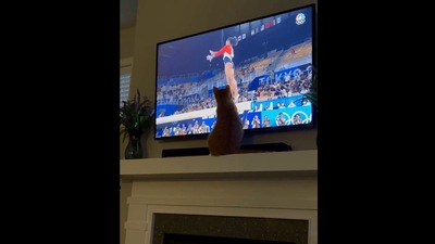The image shows the cat looking at a Tv screen. (Instagram/@teenybellinitheprettypittie)