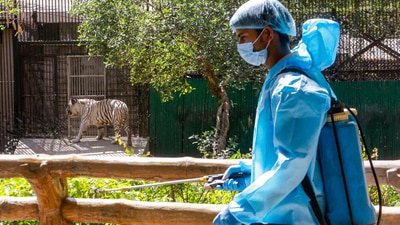 The Delhi zoo was shut for visitors on March 18 last year, a week before the nationwide lockdown. (PTI) The Delhi zoo was shut for visitors on March 18 last year, a week before the nationwide lockdown. (PTI)