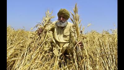 A golden harvest but at what cost? Barring the four districts of Faridkot, Ferozepur, Gurdaspur and Muktsar and a few blocks in Hoshiarpur, Nawanshahr, Ropar and Mansa, groundwater has been over-exploited in each district of Punjab. (HT file photo)