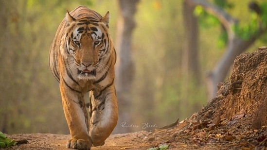 A tiger as posted by Randeep Hooda(Twitter/Randeep Hooda)