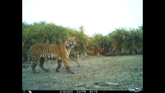 Forest officials said the tiger population in the Sunderban has remained stable in the past year. (Source: Forest department) Forest officials said the tiger population in the Sunderban has remained stable in the past year. (Source: Forest department)