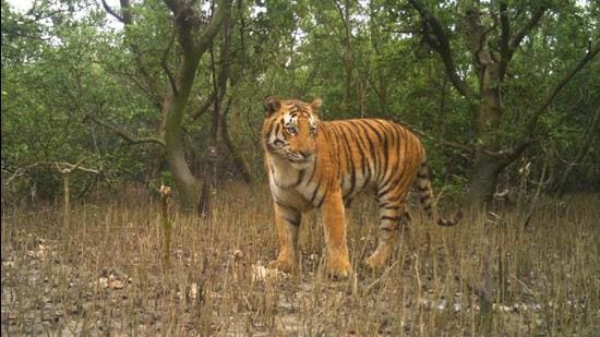 A tiger at Sunderban. (Source forest department)