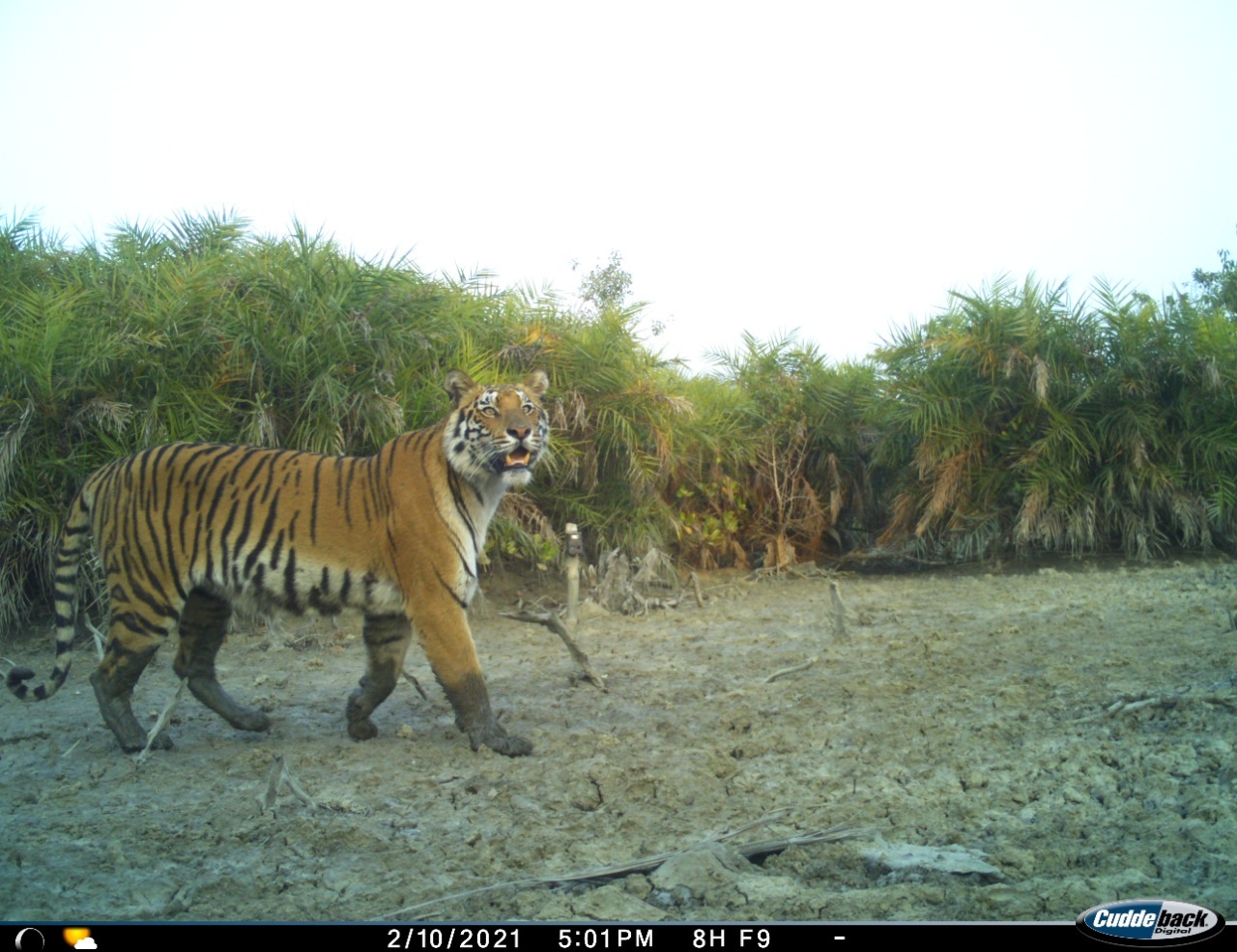 Forest officials said the tiger population in the Sunderban has remained stable in the past year. (Source: Forest department) Forest officials said the tiger population in the Sunderban has remained stable in the past year. (Source: Forest department)