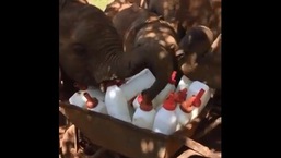 The image shows baby elephants in front milk bottles.