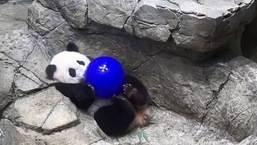 The image shows a giant panda cub playing with a ball.