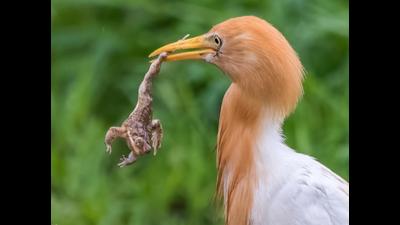 A Paddy egret in breeding plumage catches a frog in Sector 17. (PHOTO: ANUJ JAIN) A Paddy egret in breeding plumage catches a frog in Sector 17. (PHOTO: ANUJ JAIN)