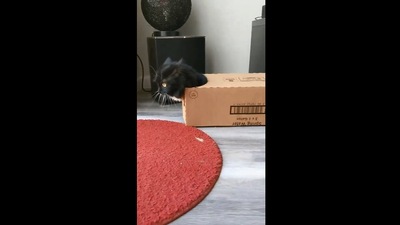 The image shows Batman the Munchkin Cat. (Instagram/@batman_the_munchkin_cat)