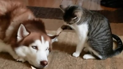 The image shows the cat pawing at the Husky's ear. (Reddit/@portville)