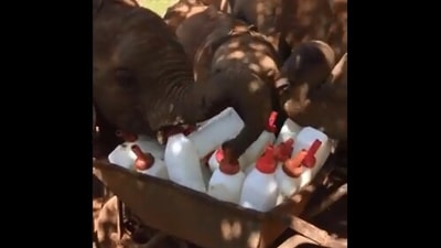 The image shows baby elephants in front milk bottles. (Twitter/@SheldrickTrust)