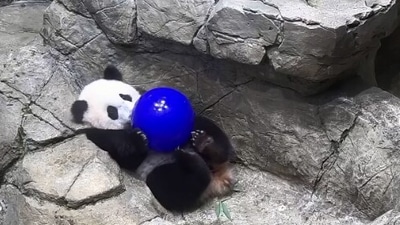 The image shows a giant panda cub playing with a ball. (Instagram/@smithsonianzoo)