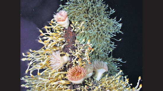 The extent of life in the ocean’s depths is amazingly lush, Copley says, from pale sea anemones to (below) giant squid in vibrant hues. (Image courtesy University of Southampton) The extent of life in the ocean’s depths is amazingly lush, Copley says, from pale sea anemones to (below) giant squid in vibrant hues. (Image courtesy University of Southampton)