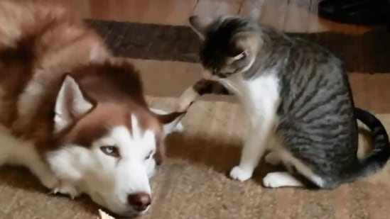 The image shows the cat pawing at the Husky's ear.(Reddit/@portville)