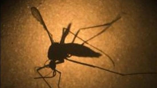 The zika virus infection can strike due to the zika virus (ZIKV), which is a mosquito-borne human flavivirus. (AP) The zika virus infection can strike due to the zika virus (ZIKV), which is a mosquito-borne human flavivirus. (AP)