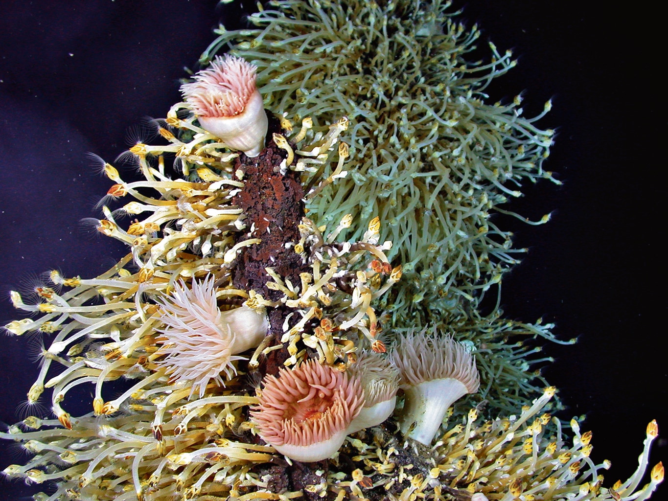 The extent of life in the ocean’s depths is amazingly lush, Copley says, from pale sea anemones to (below) giant squid in vibrant hues. (Image courtesy University of Southampton) The extent of life in the ocean’s depths is amazingly lush, Copley says, from pale sea anemones to (below) giant squid in vibrant hues. (Image courtesy University of Southampton)