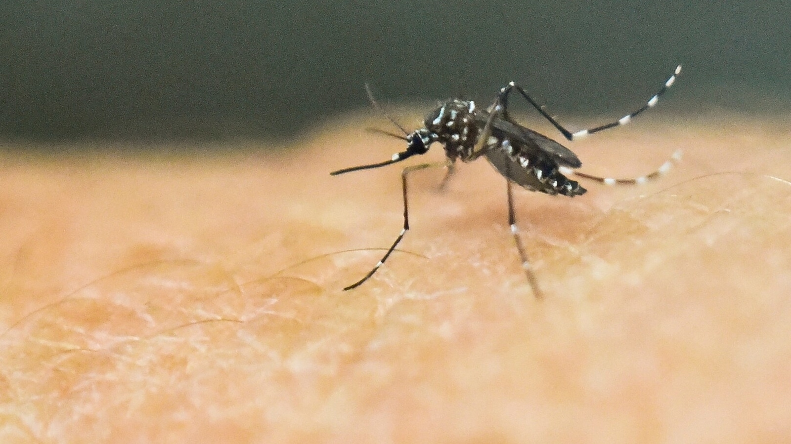 Maharashtra Reports First Zika Virus Case Officials Say No Need To 5769