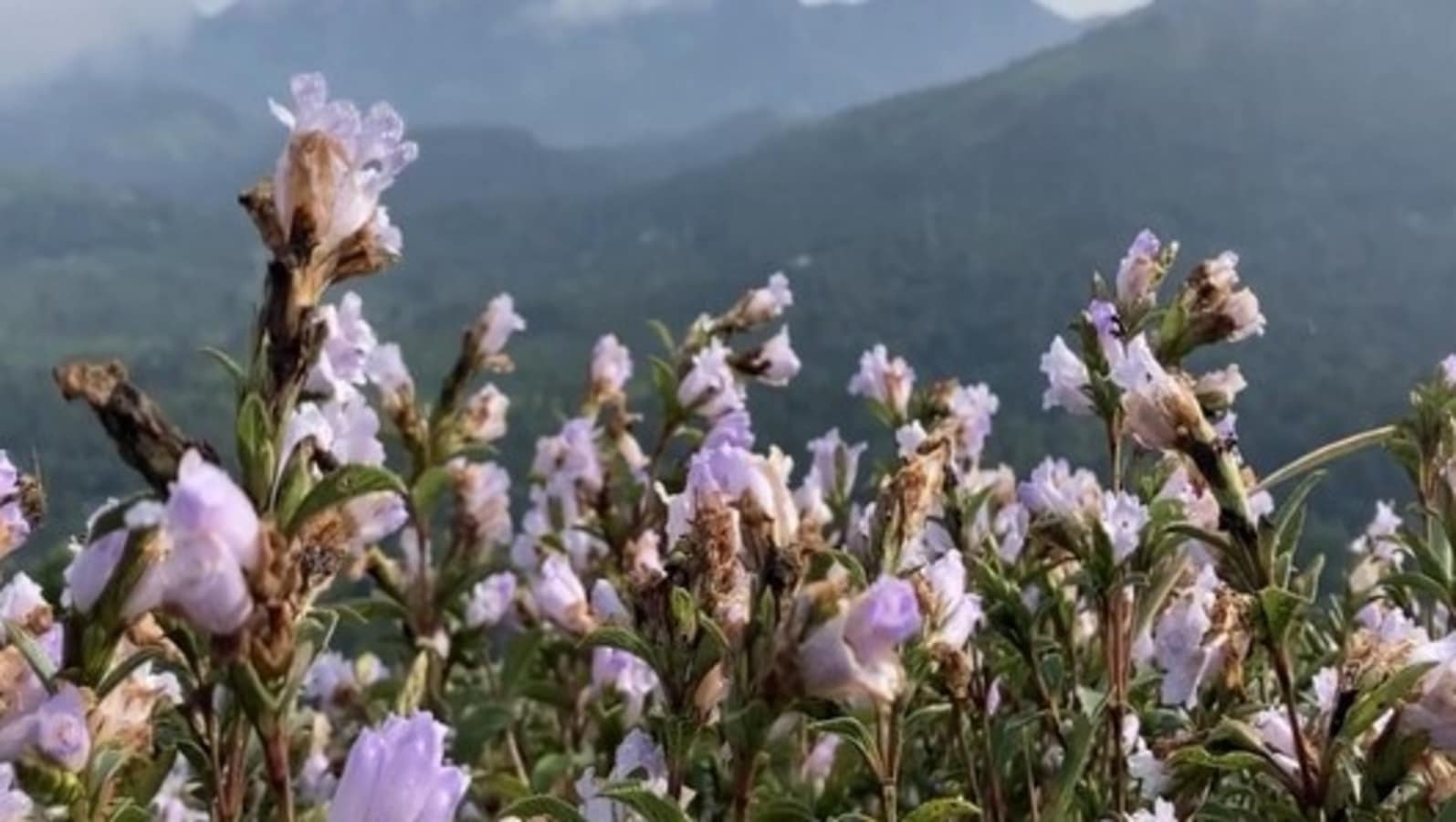 Neelanurinkji flowers bloom in Idukki's Shantanpara Shalom Hills after 12 years