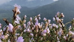 Strobilanthes Kunthiana, known as Neelakurinji and Kurinji in Malayalam and Tamil, is a shrub that is found in the Shola forests of the Western Ghats.