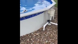 The image shows the doggo swimming in the pool.