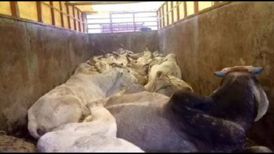 A vehicle carrying cows was intercepted at a checkpost on Saturday. A vehicle carrying cows was intercepted at a checkpost on Saturday.