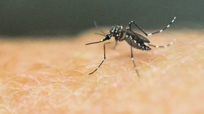 An Aedes Aegypti mosquito, which transmits the Zika, Chikungunya, Dengue and Yellow Fever viruses, is photographed on human skin. (AFP/ File photo) An Aedes Aegypti mosquito, which transmits the Zika, Chikungunya, Dengue and Yellow Fever viruses, is photographed on human skin. (AFP/ File photo)