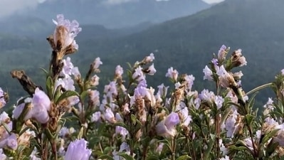 Strobilanthes Kunthiana, known as Neelakurinji and Kurinji in Malayalam and Tamil, is a shrub that is found in the Shola forests of the Western Ghats. (ANI)