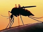 A 50-year-old woman was found positive with the Zika virus in Belsar village in Pune's Purandar tehsil.(HT Photo) A 50-year-old woman was found positive with the Zika virus in Belsar village in Pune's Purandar tehsil.(HT Photo)