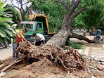 1395 trees, some of which were planted between 1920 and 1935, when New Delhi was being built, died or uprooted between 2015 and July 20 this year. sourced 1395 trees, some of which were planted between 1920 and 1935, when New Delhi was being built, died or uprooted between 2015 and July 20 this year. sourced