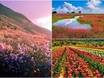 Here's a list of flower valleys in India that will surely take your breath away.