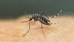 Centre rushes team to Maharashtra over Zika virus situation (Representative image) Centre rushes team to Maharashtra over Zika virus situation (Representative image)